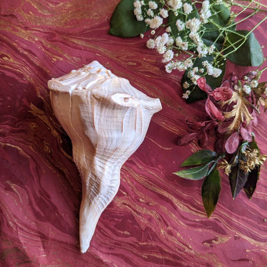 Natural white conch shell placed on a maroon background with floral accents, ideal for pooja rituals and home decor.